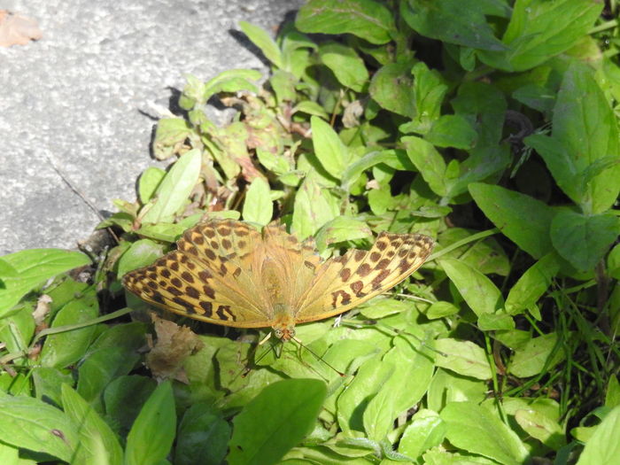 High angle view of butterfly on leaves