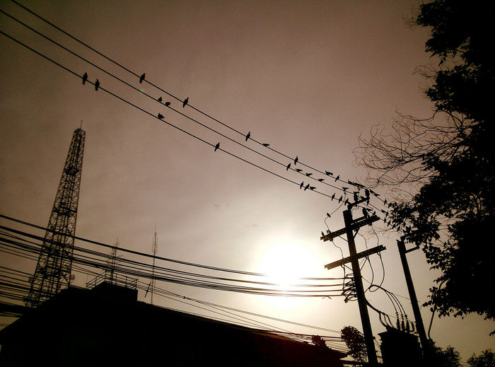 Low angle view of silhouette birds perching on power line