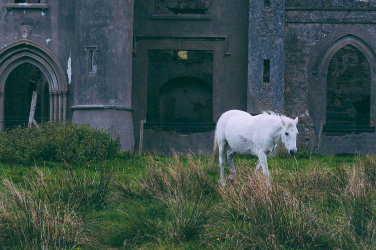 White horse in front of built structure