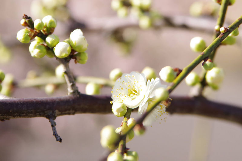 Close-up of white cherry blossom on branch