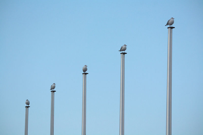 Low angle view of birds perching on pole against blue sky