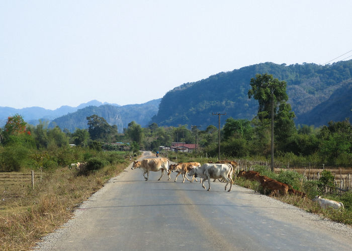 Cows on road by mountains against clear sky