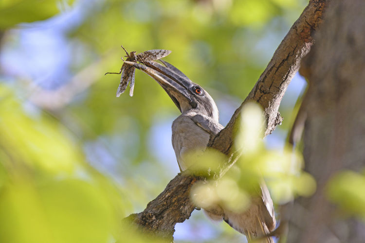 Indian grey hornbill with a grasshopper in its bill in bandhavgarh national park in india