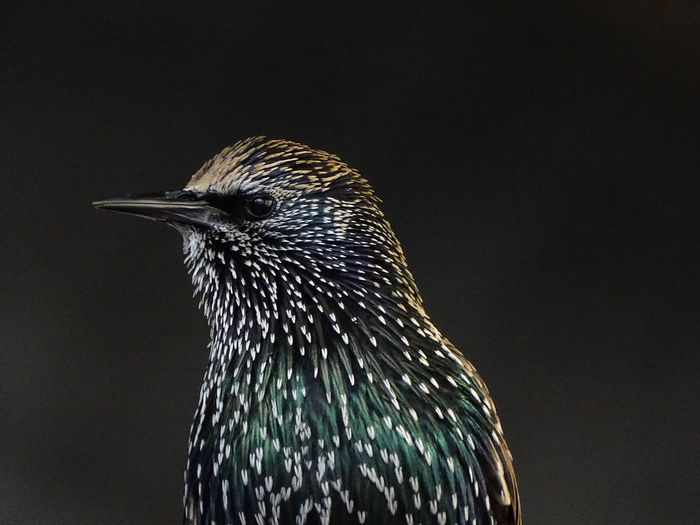 Close-up of starling against black background