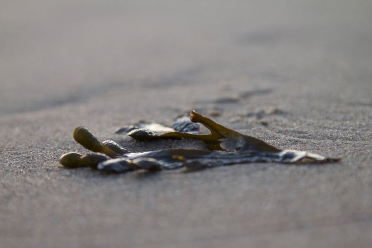 Close-up of crab on sand