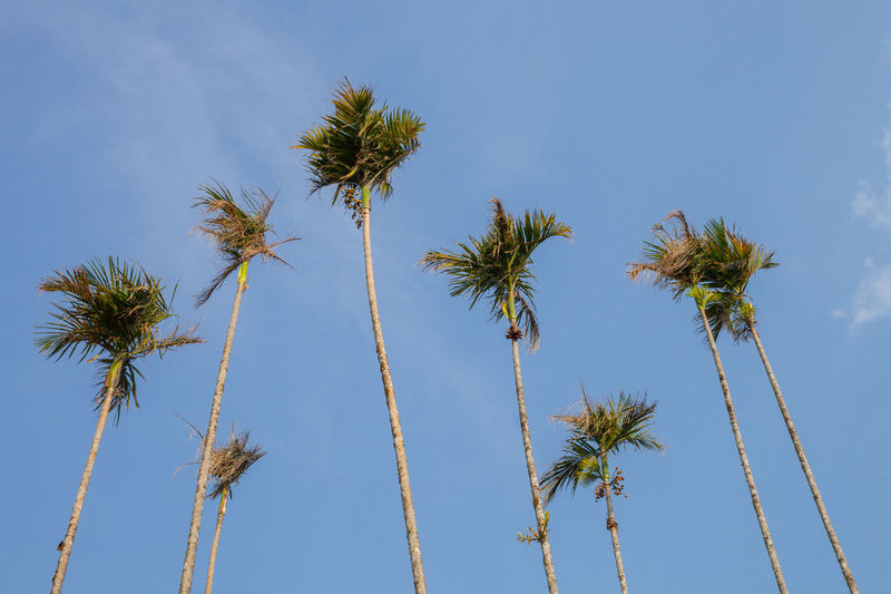 Low angle view of coconut palm trees against blue sky