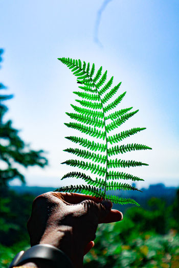 Midsection of person holding plant against sky