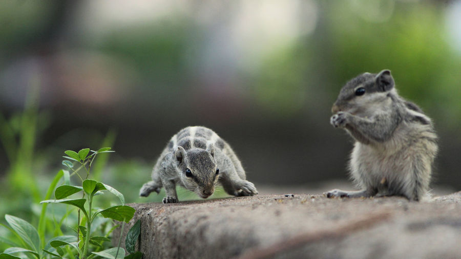 Two squirrels searching for breakfast