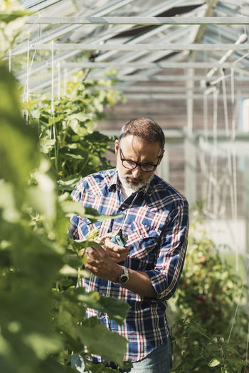 Gardener holding pruning shears and examining plants in greenhouse