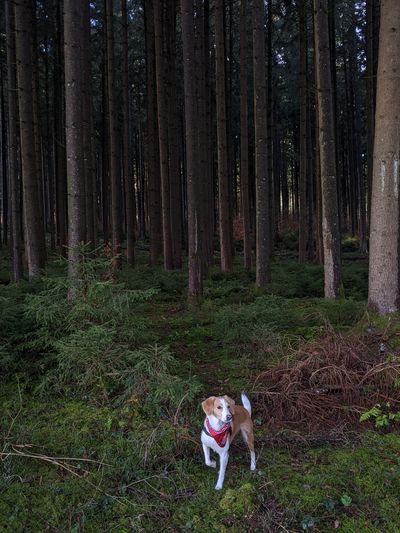 Dog in the forest