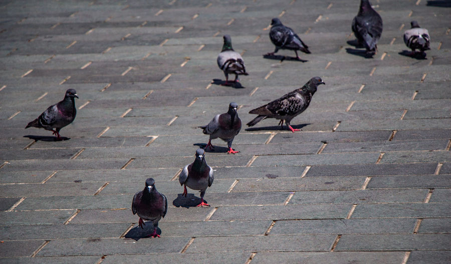 High angle view of pigeons perching on footpath