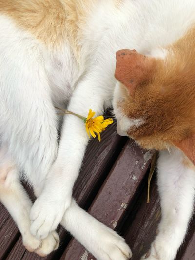 High angle view of cat by white flower