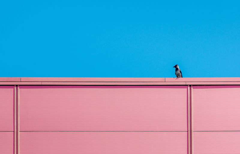 Raven sitting on red wall against clear blue sky