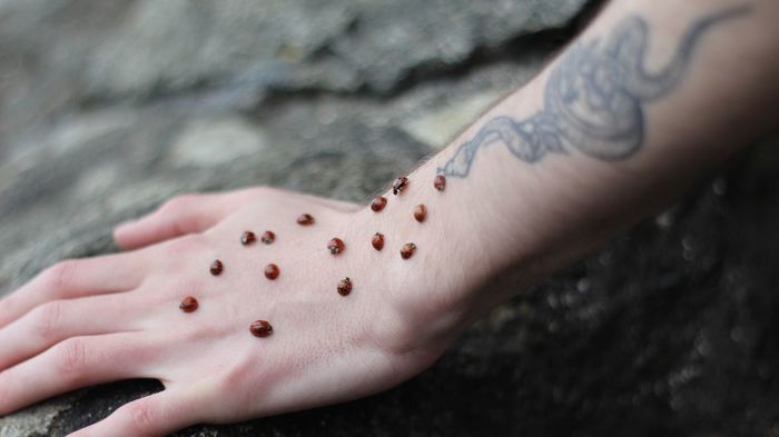 Close-up of cropped hand with ladybugs 