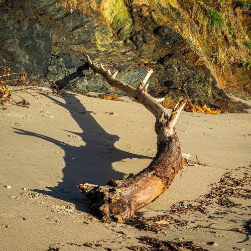 High angle view of driftwood on sand