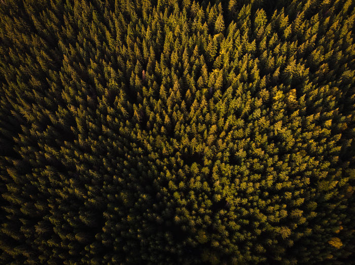 Aerial view of a beautiful forest
