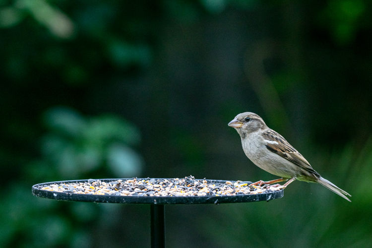 House sparrow, passer domesticus, perched on a garden bird table