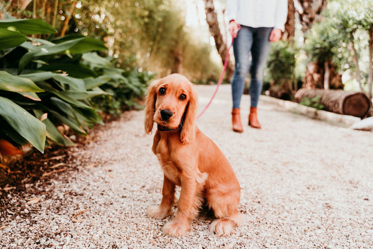 Low section of dog walking on road