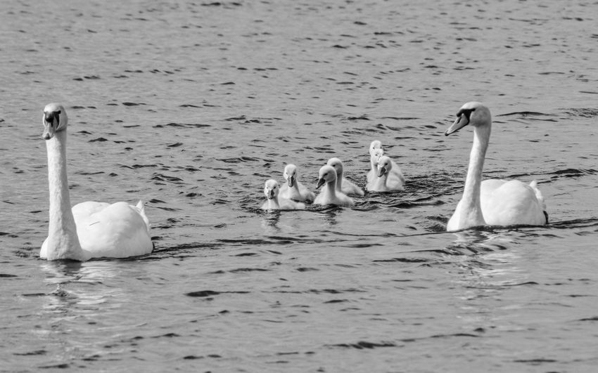 wildlife