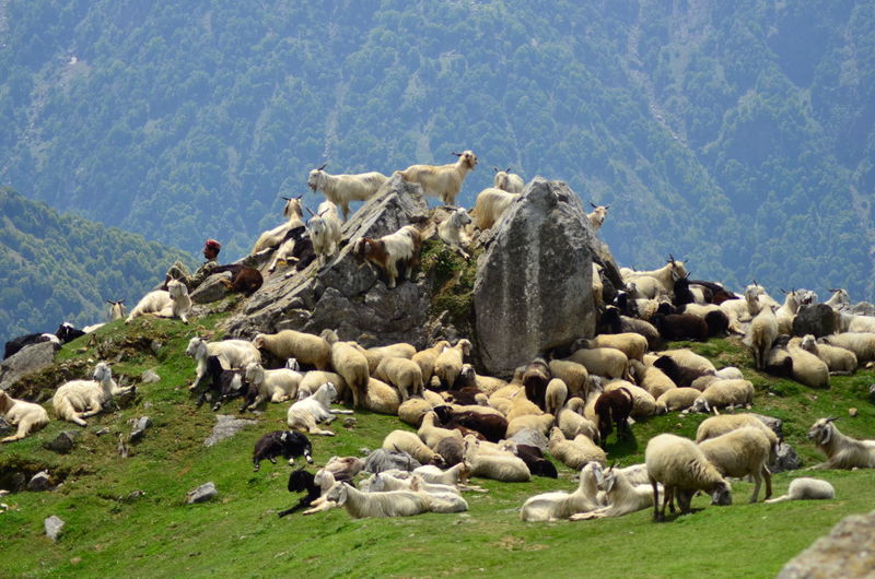 Flock of sheep on a rock