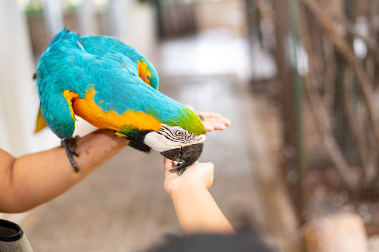 Midsection of person holding a bird