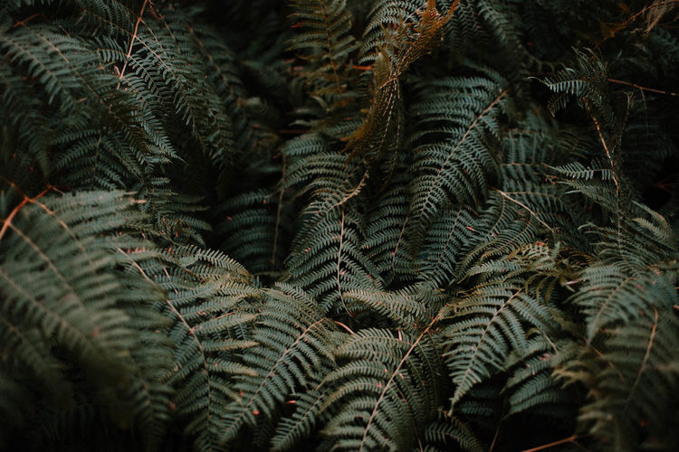 Full frame shot of pine tree