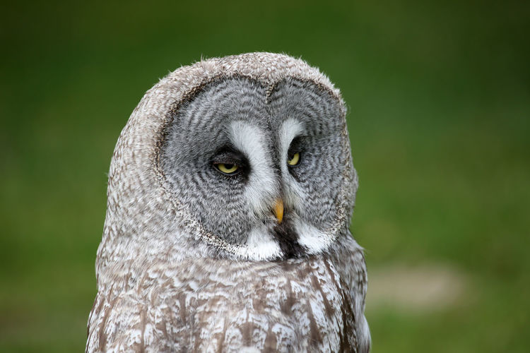 Close-up of great gray owl