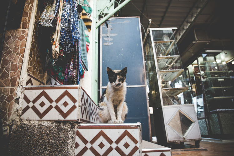 Portrait of cat sitting on step in medina