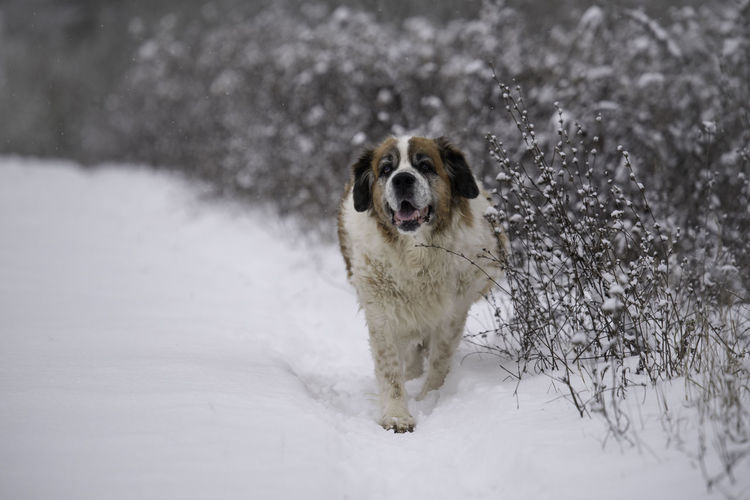 Portrait of dog on snow covered land
