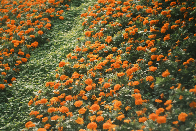High angle view of orange flowering plants on field