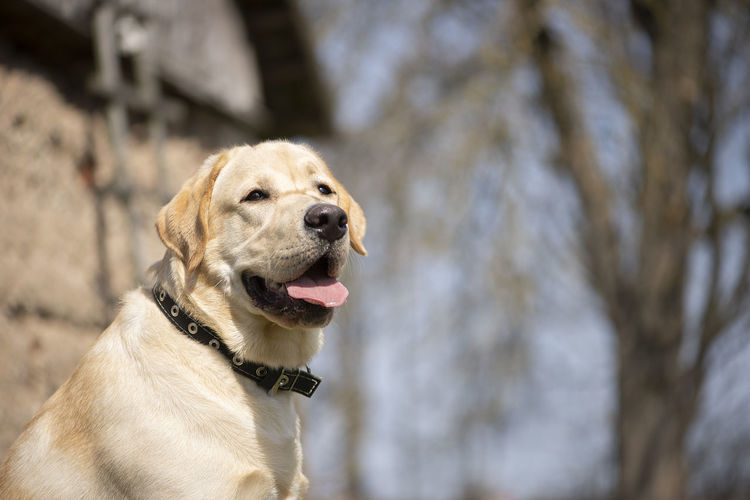 Active, smile and happy purebred labrador retriever dog outdoors in park on sunny summer day.
