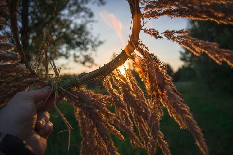 Cropped hand of man holding wheat plants during sunset