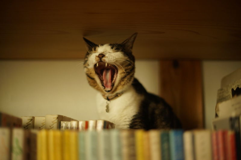 Librarian cat with a yawn