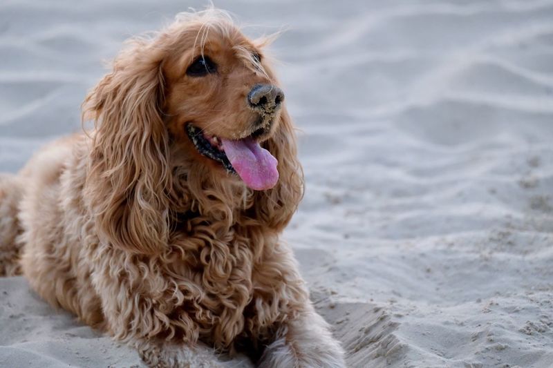 Close-up of dog on sand at beach