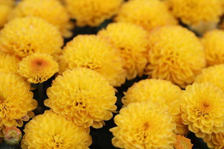 Full frame shot of yellow marigold