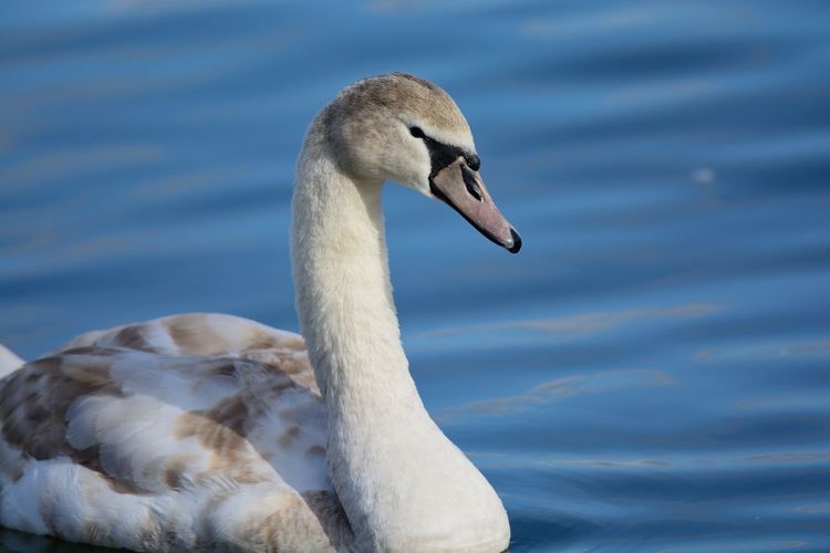 Close-up mute swan swimming in lake