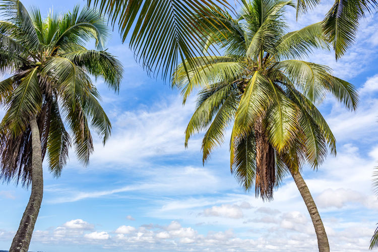 Low angle view of palm tree against sky