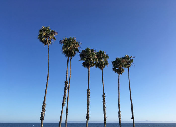 Palm trees against clear blue sky