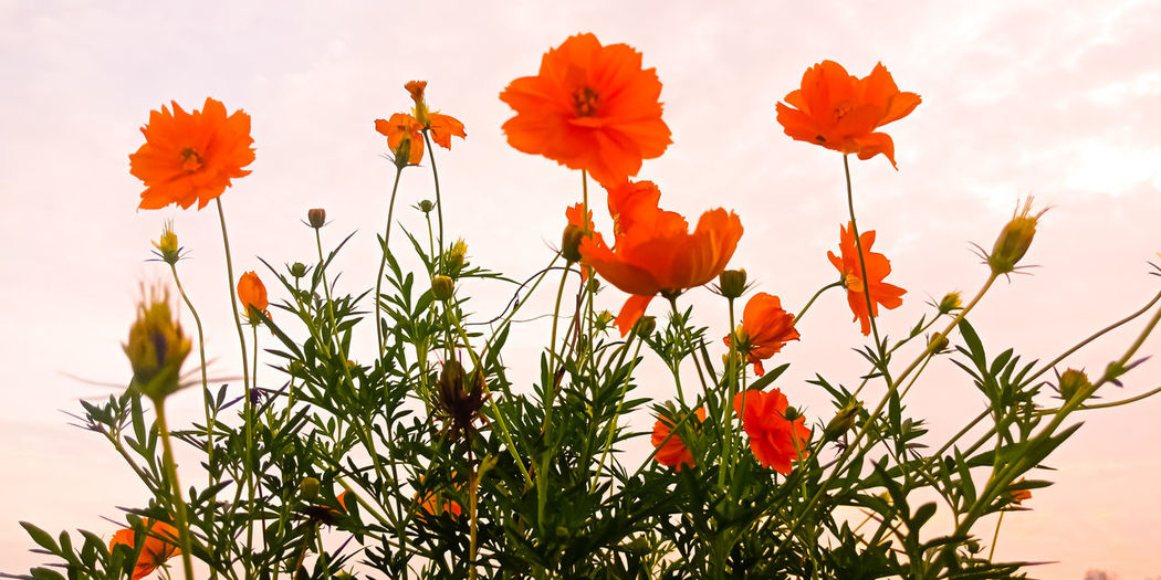 Close-up of orange poppy flowers against sky