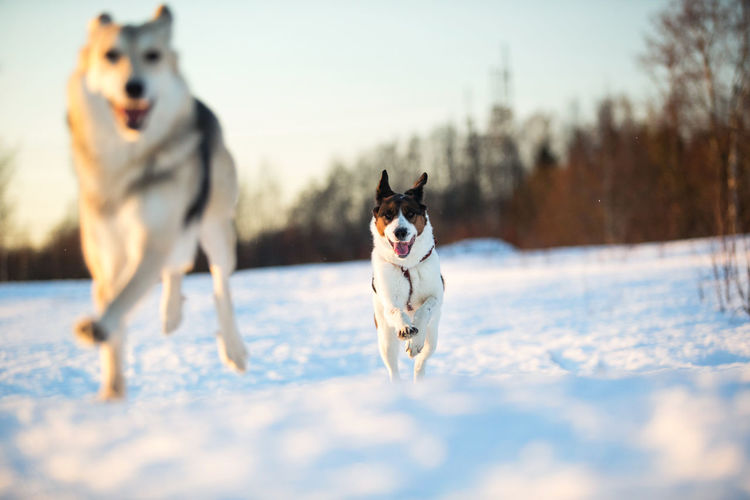 Portrait of dogs running on snow covered land
