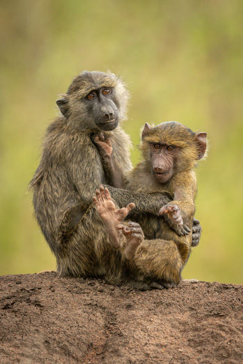 Olive baboon sits cuddling baby on mound