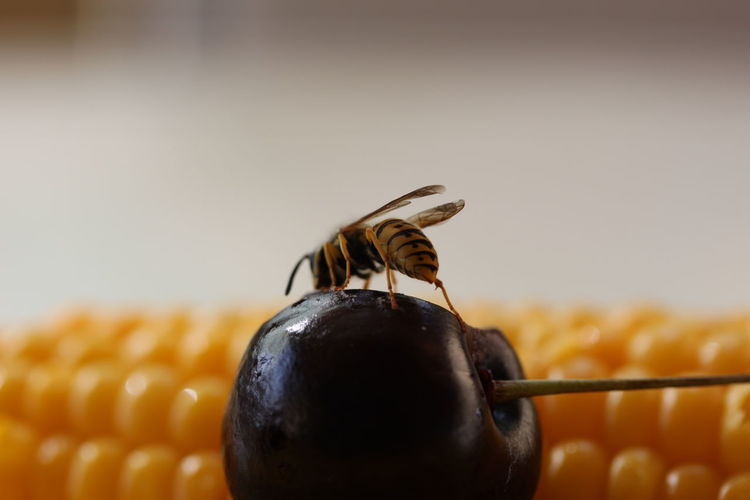 Close-up of wasp on fruit by sweetcorn