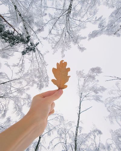 Cropped hand holding autumn leaf against sky during winter