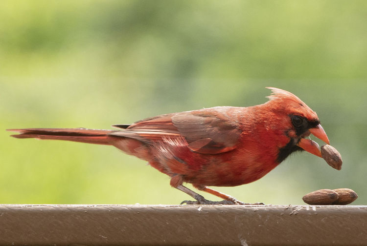 Cardinal on the deck