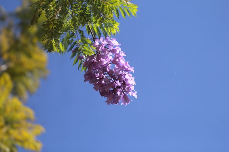 Low angle view of cherry blossom against clear blue sky