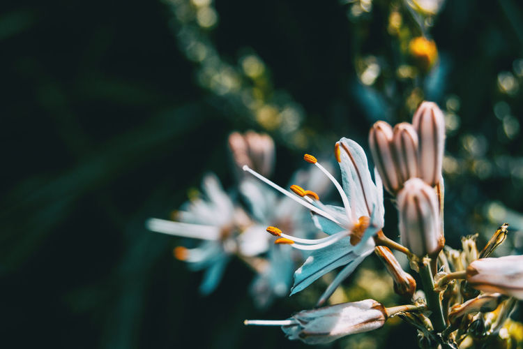 Close-up of flowering plant