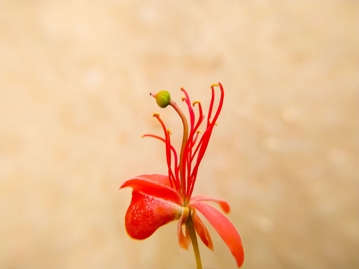 Close-up of capparis flowering plant