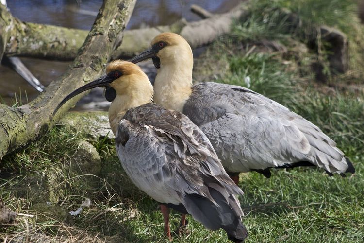 Close-up of birds on land