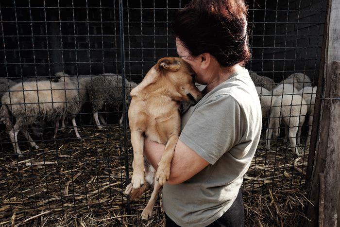 Woman holding dog against flock of sheep in farm