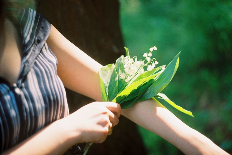 Cropped image of hand holding flower